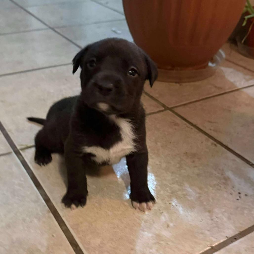 193 (2026) Whitney Houston, Adoptable, Puppy Female Pit Bull Terrier & Labrador Retriever.