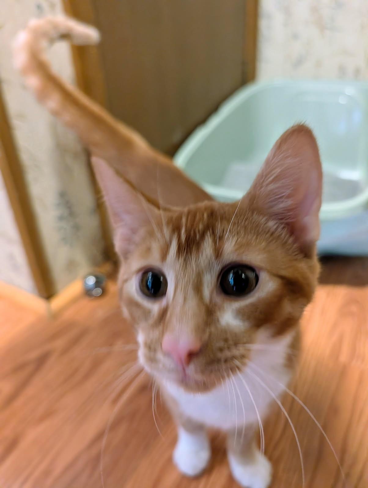 Enlarge Eddie, an adopted American Shorthair in Ypsilanti, MI image 4/5