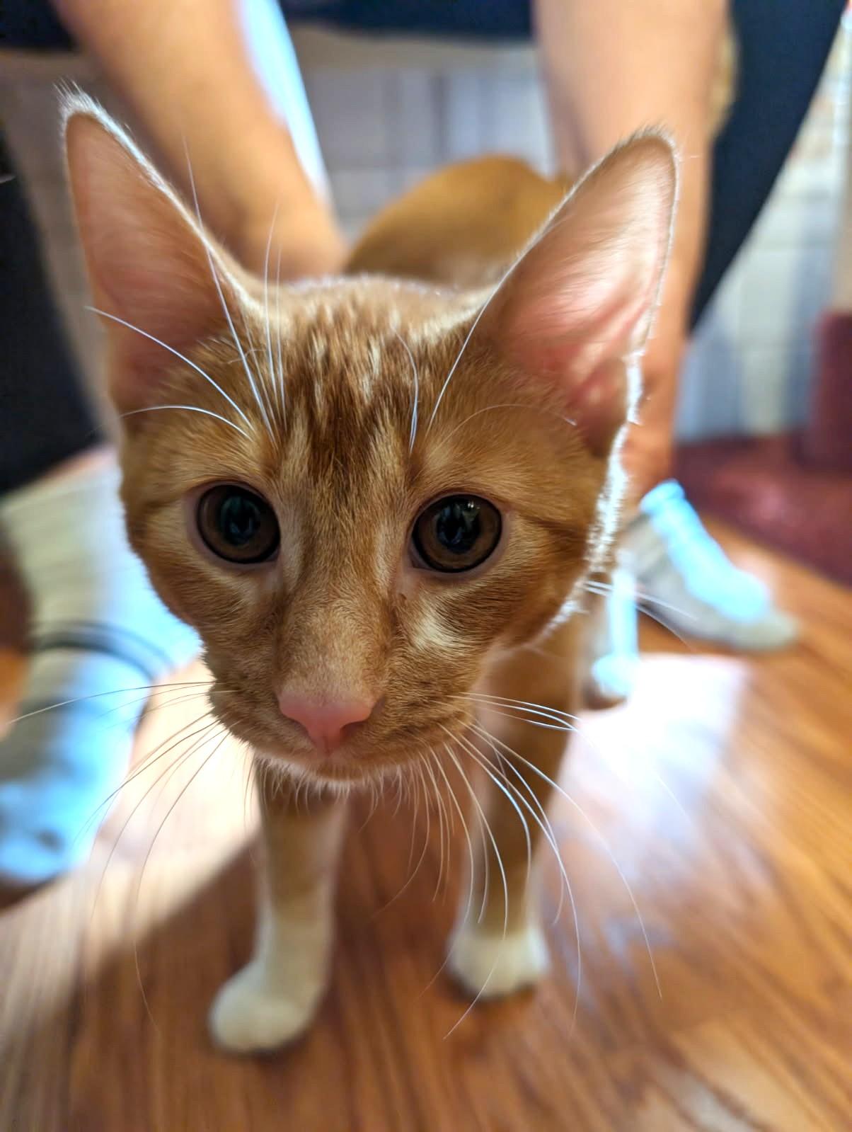 Enlarge Eddie, an adopted American Shorthair in Ypsilanti, MI image 5/5