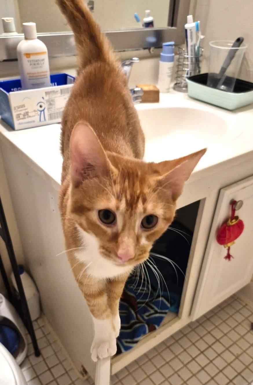 Enlarge Eddie, an adopted American Shorthair in Ypsilanti, MI image 2/5