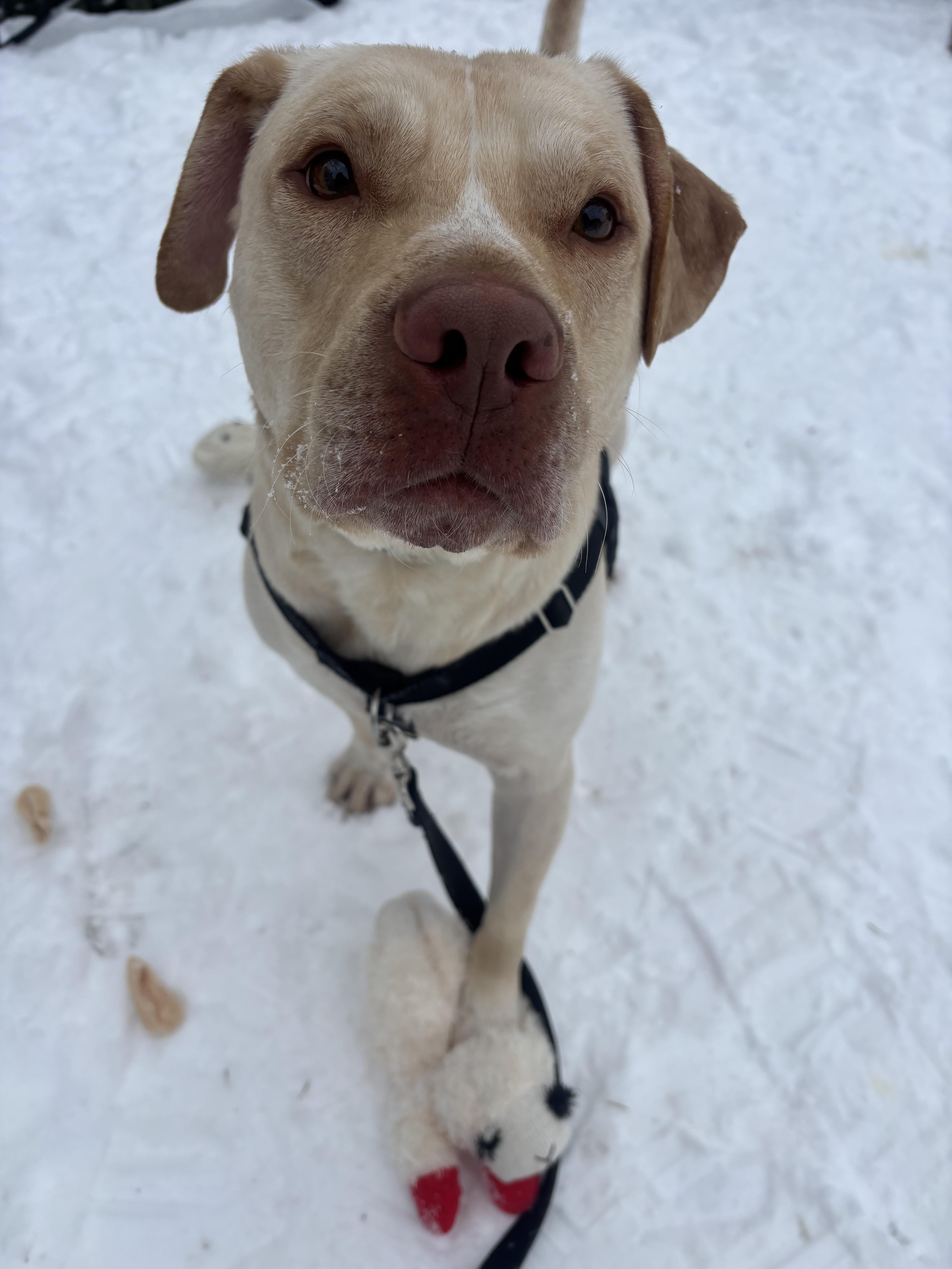 Waffle Fry, ADOPTABLE, Young Male Yellow Labrador Retriever.