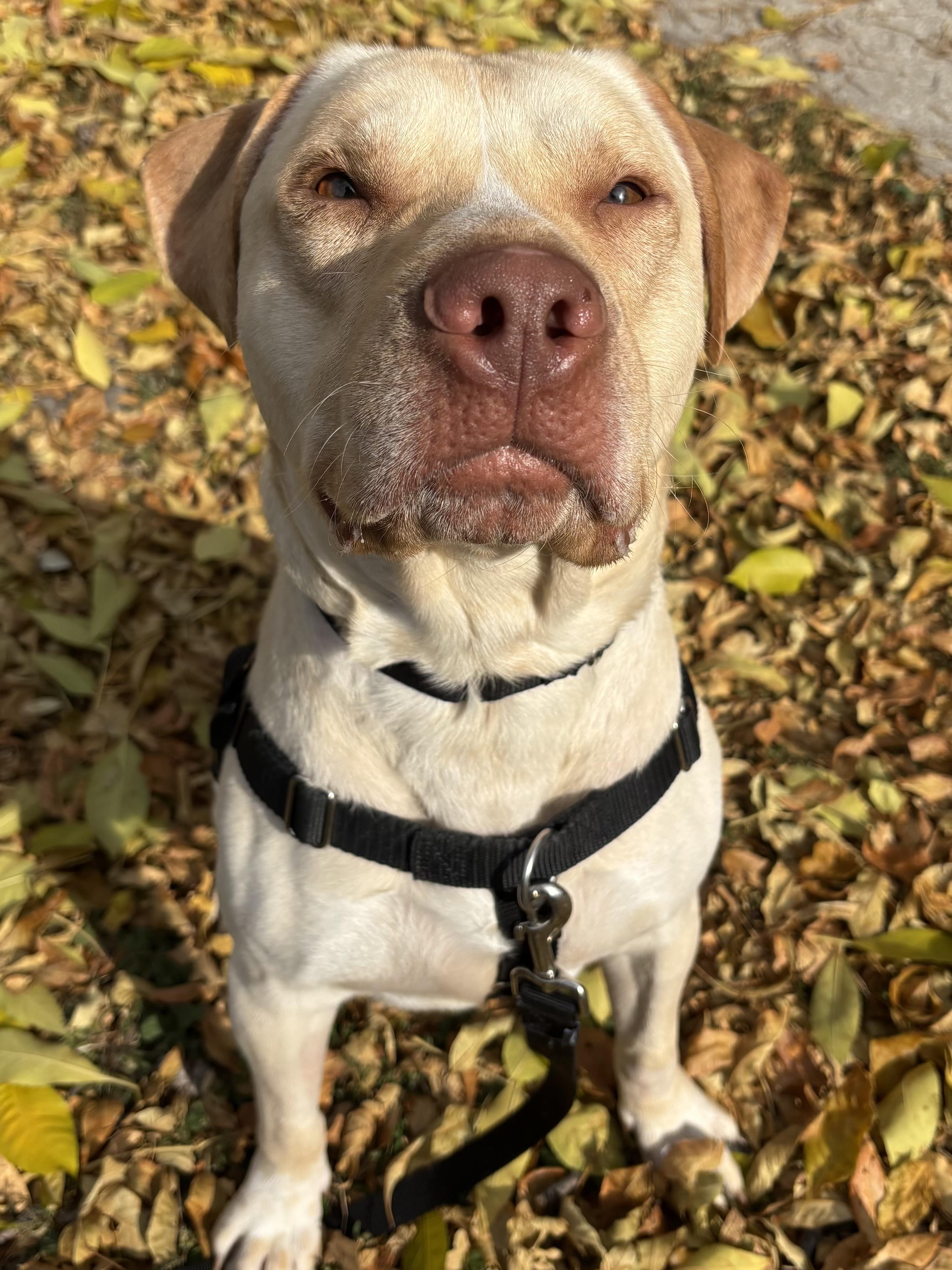 Enlarge Waffle Fry, a ADOPTABLE mixed breed in Bloomfield Hills, MI image 2/3