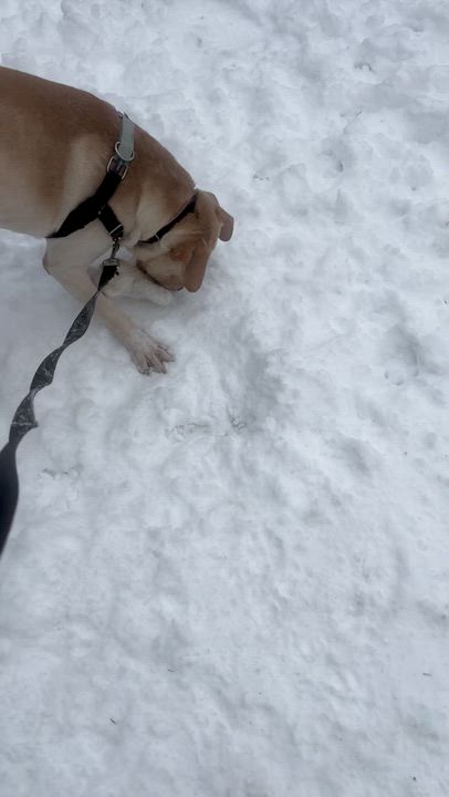 Enlarge Waffle Fry, a ADOPTABLE mixed breed in Bloomfield Hills, MI video 3/3