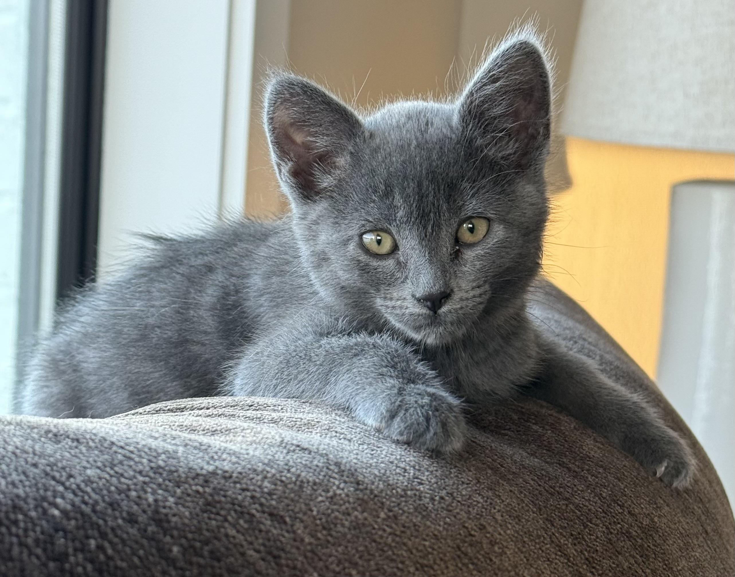 Avery, Baby Female unknown