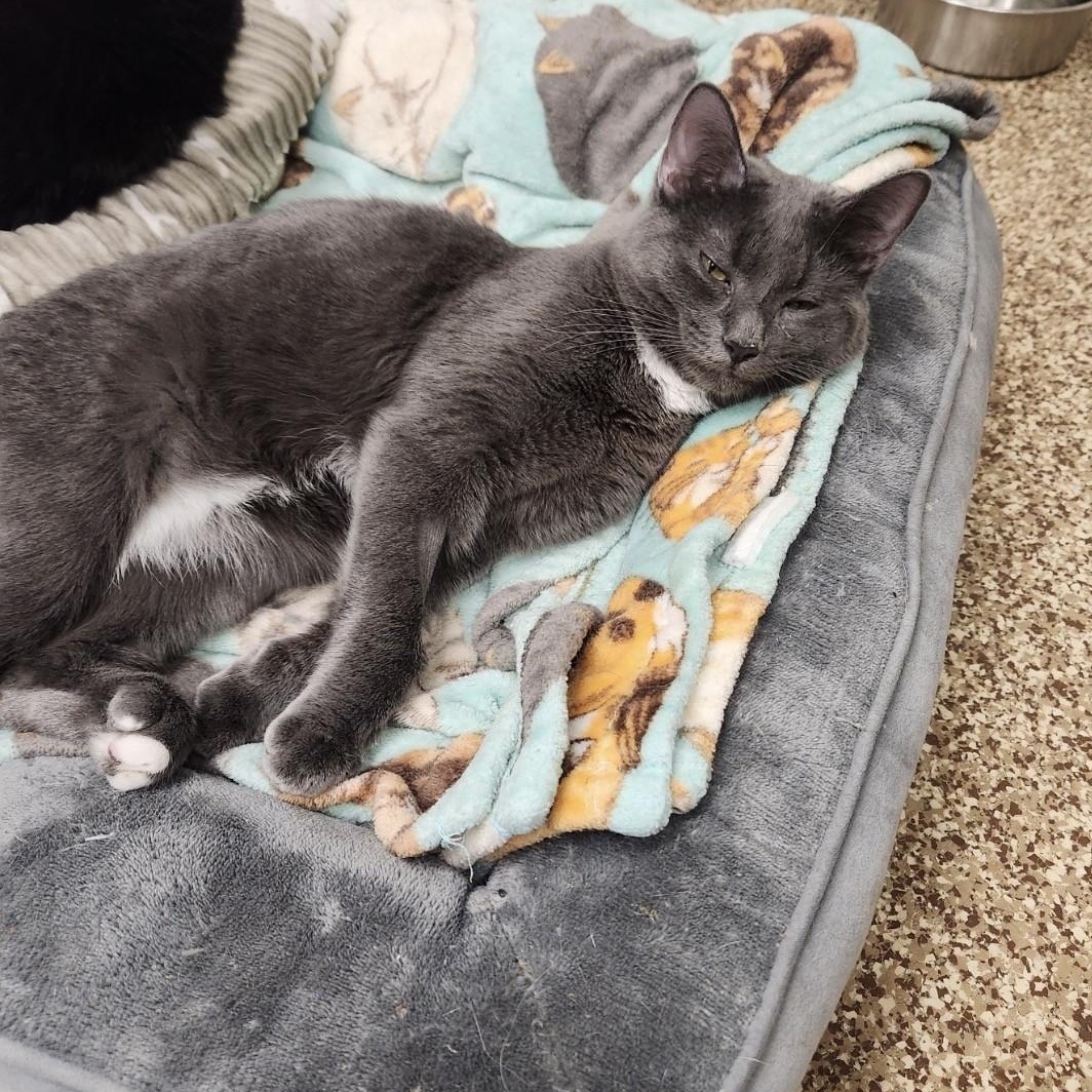 Bear, ADOPTABLE, Young Male Tabby.