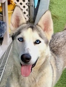 Cookie, a Adoptable Siberian Husky in Newport Beach, CA image 1/12