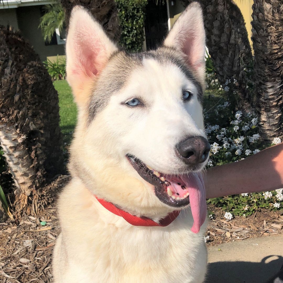 Cookie, a Adoptable Siberian Husky in Newport Beach, CA image 2/12
