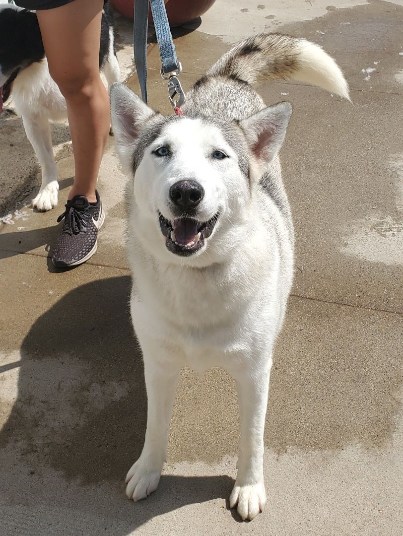 Cookie, a Adoptable Siberian Husky in Newport Beach, CA image 3/12