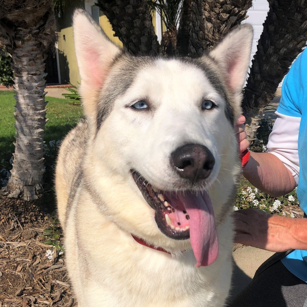 Cookie, a Adoptable Siberian Husky in Newport Beach, CA image 4/12