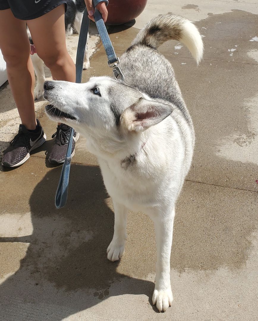 Cookie, a Adoptable Siberian Husky in Newport Beach, CA image 5/12