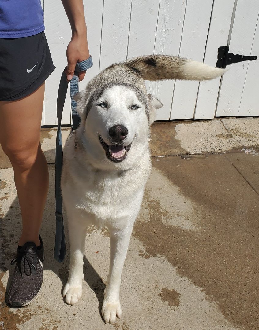 Cookie, a Adoptable Siberian Husky in Newport Beach, CA image 6/12