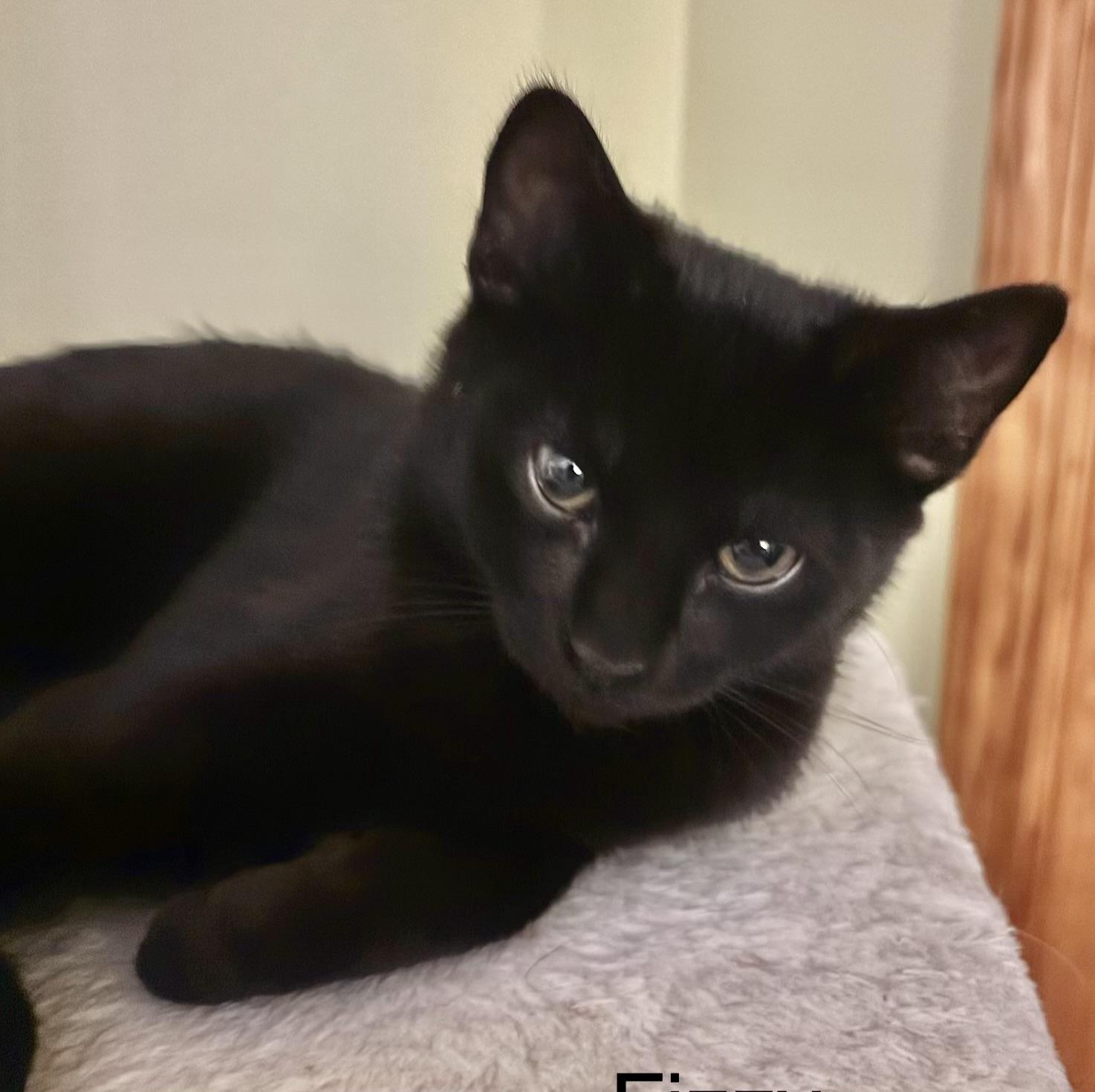 Fayzie, ADOPTABLE, Kitten Female Domestic Short Hair.