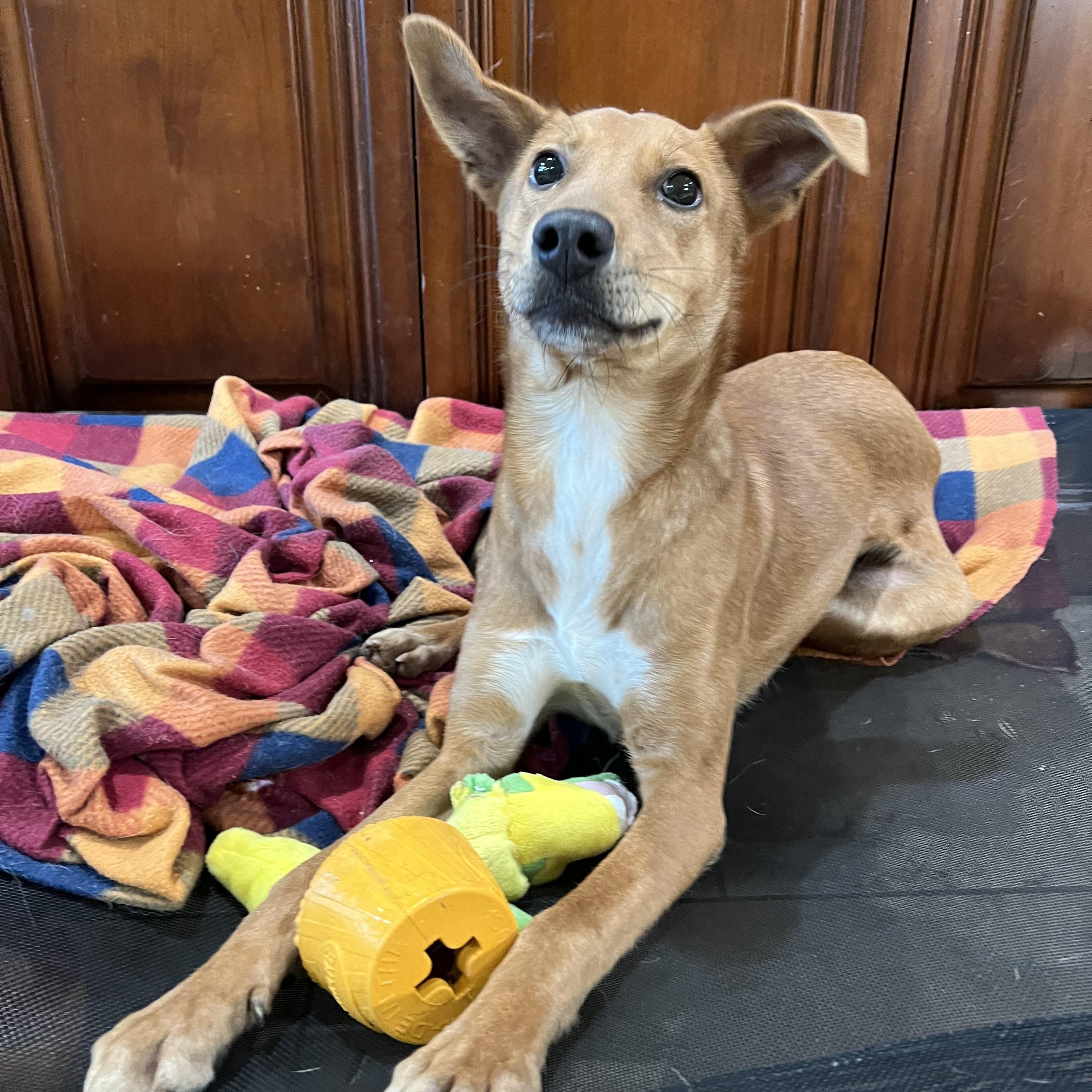 Dusty, Adoptable, Young Male Australian Cattle Dog / Blue Heeler.
