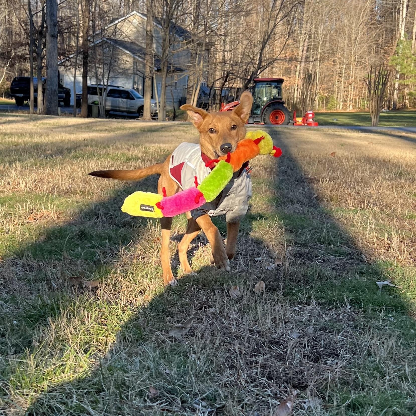 Dusty, a Adoptable mixed breed in Mechanicsville , MD image 5/6