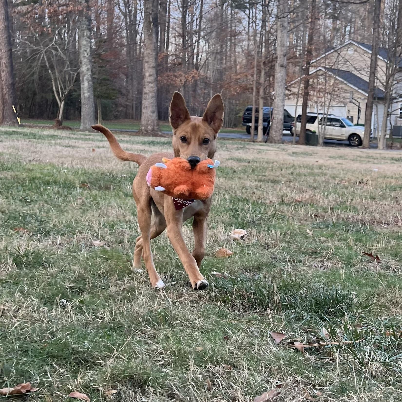 Dusty, a Adoptable mixed breed in Mechanicsville , MD image 6/6