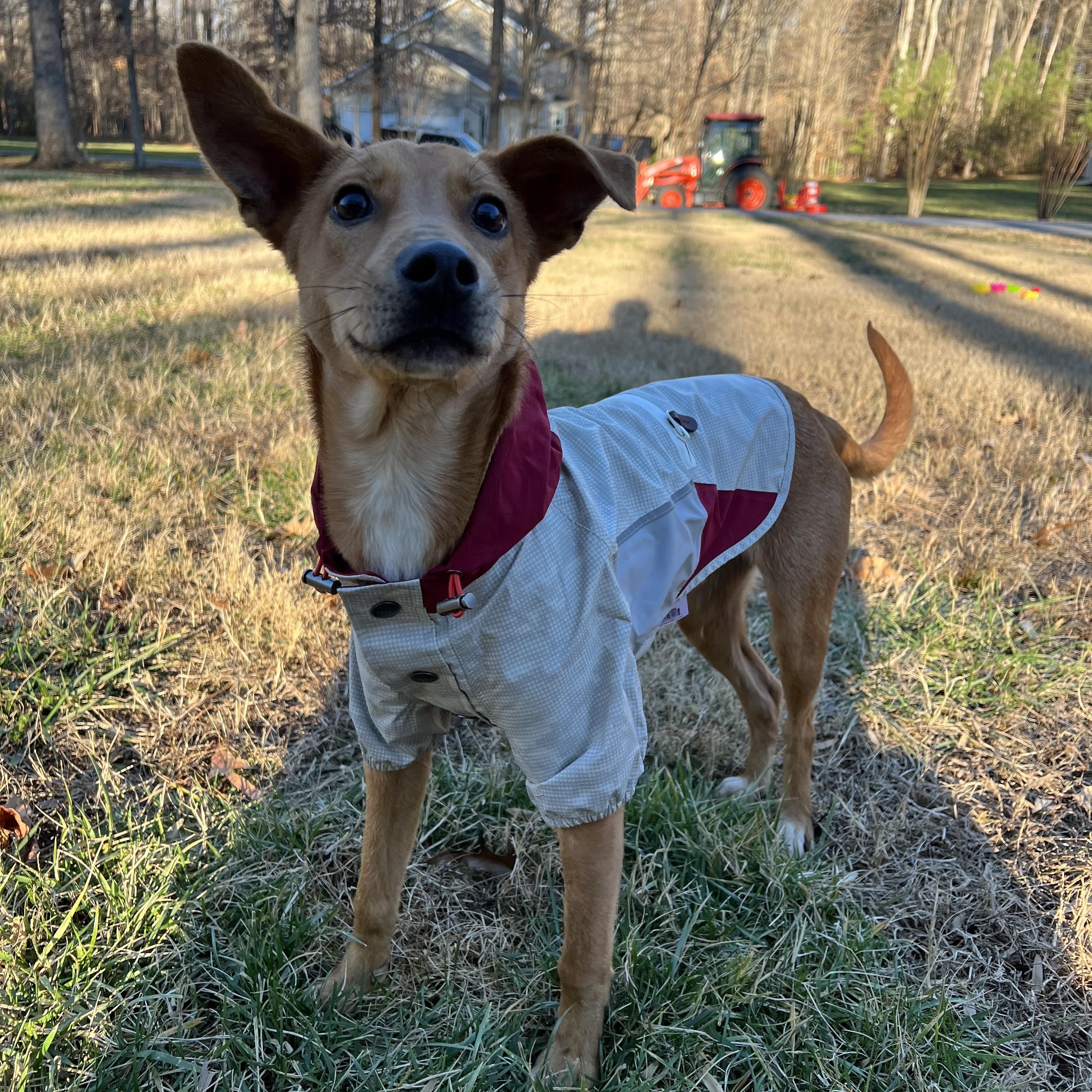 Dusty, a Adoptable mixed breed in Mechanicsville , MD image 2/6