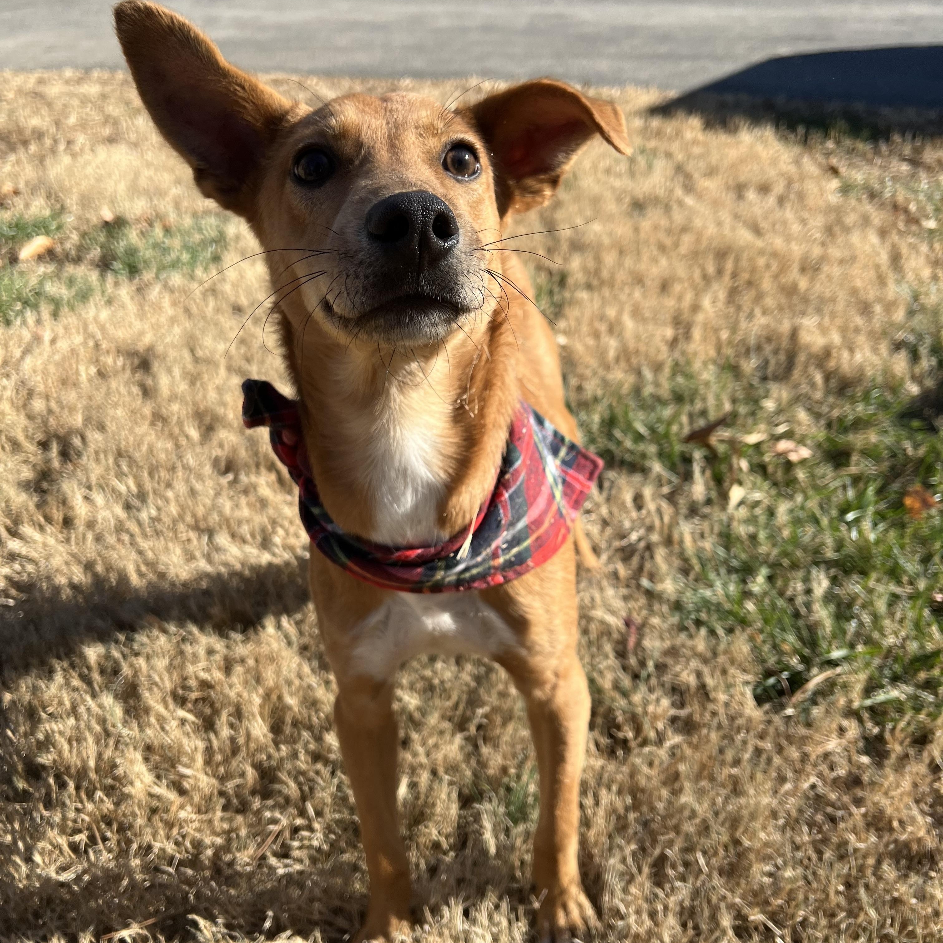 Dusty, a Adoptable mixed breed in Mechanicsville , MD image 3/6