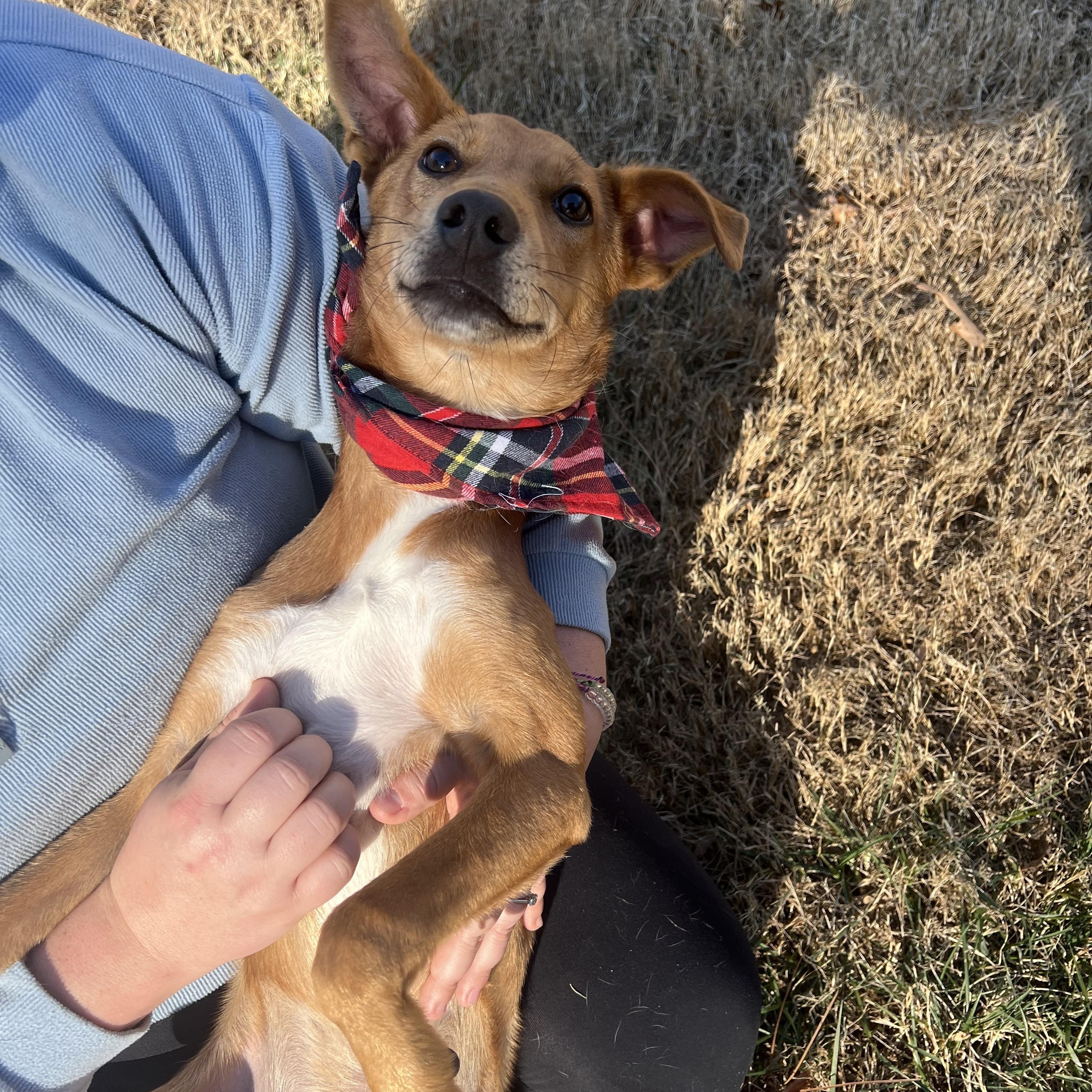 Dusty, a Adoptable mixed breed in Mechanicsville , MD image 4/6