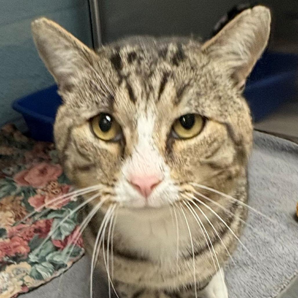 Tom, Adoptable, Adult Male Domestic Short Hair.