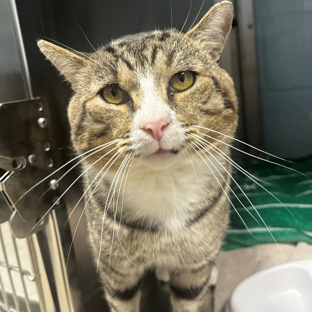 Enlarge Tom, a Adoptable Domestic Short Hair in East Hanover, NJ image 2/2