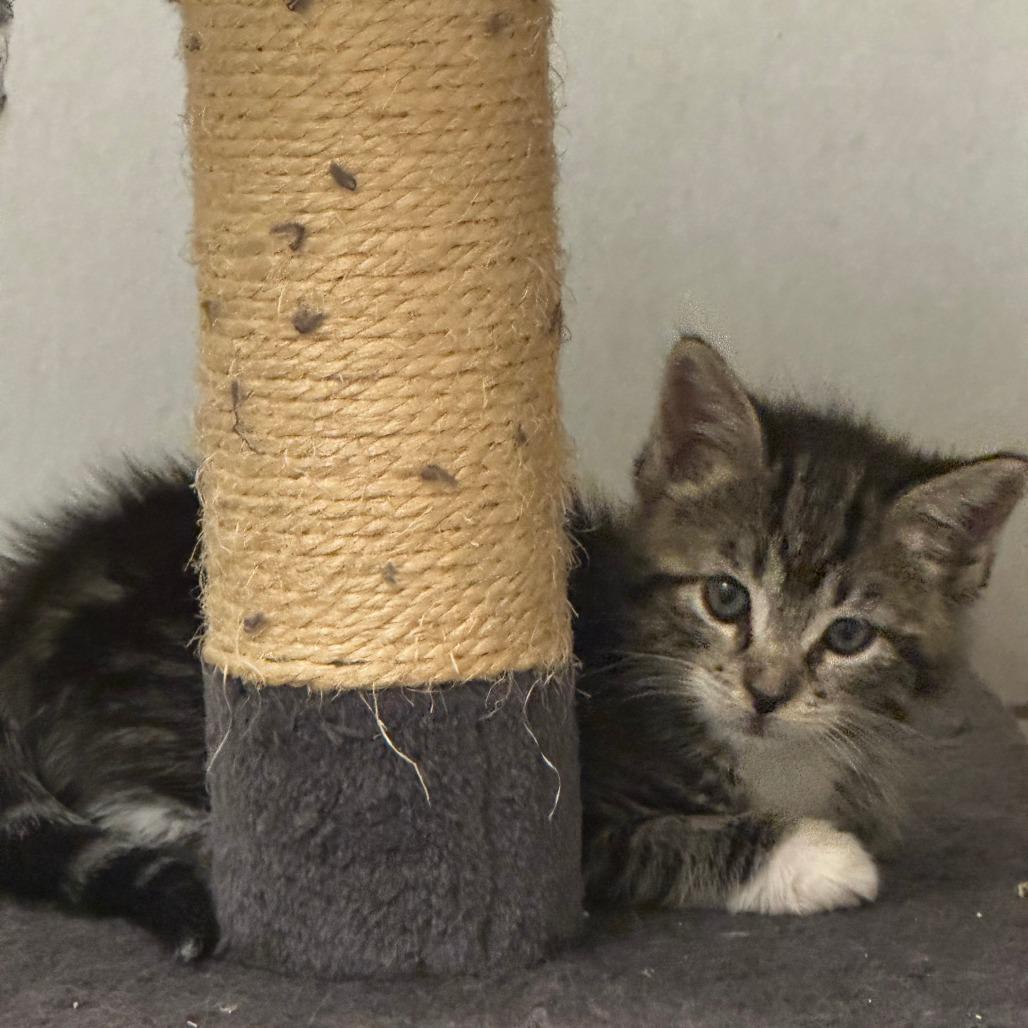 Enlarge Taylor, a Adoptable Domestic Short Hair in Jupiter, FL image 1/6