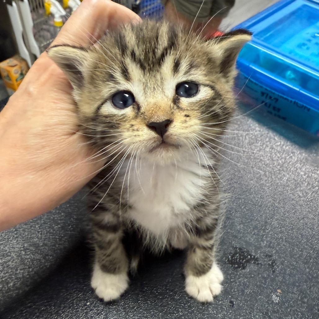 Enlarge Taylor, a Adoptable Domestic Short Hair in Jupiter, FL image 2/6