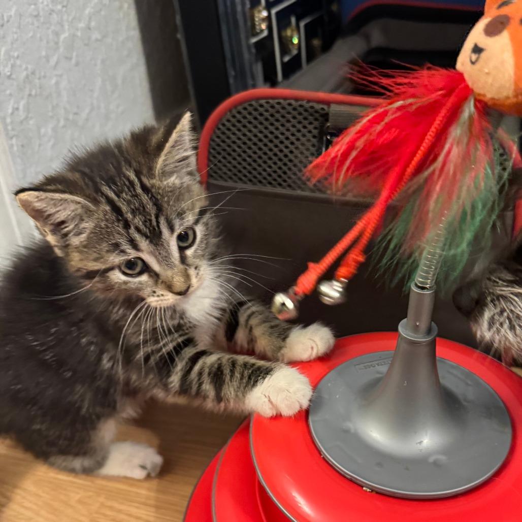 Enlarge Taylor, a Adoptable Domestic Short Hair in Jupiter, FL image 3/6