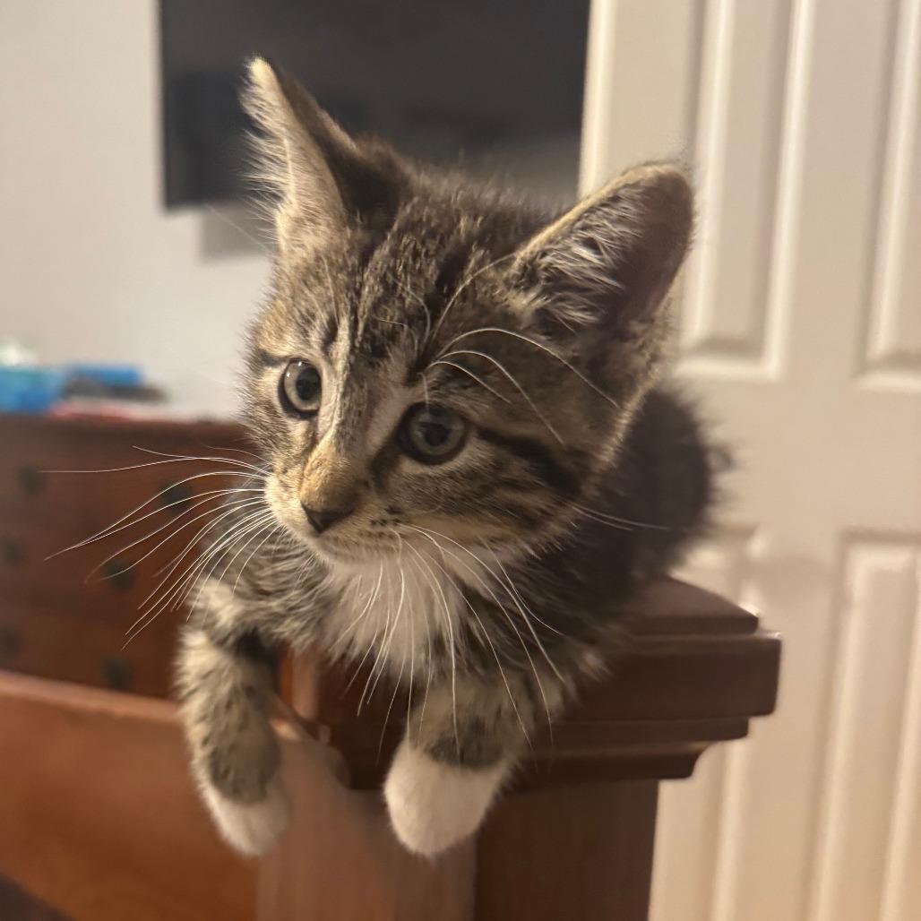 Enlarge Taylor, a Adoptable Domestic Short Hair in Jupiter, FL image 5/6