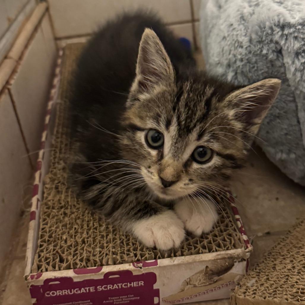 Enlarge Taylor, a Adoptable Domestic Short Hair in Jupiter, FL image 6/6