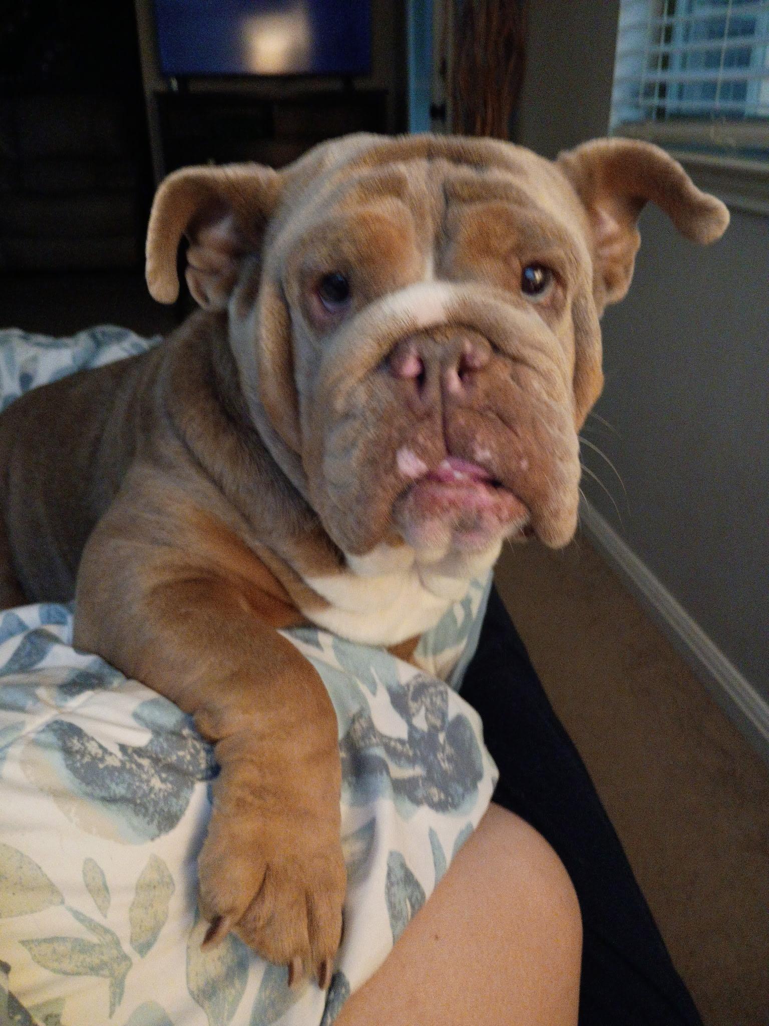 Enlarge Harli, a Adoptable English Bulldog in canyon lake, TX image 3/5