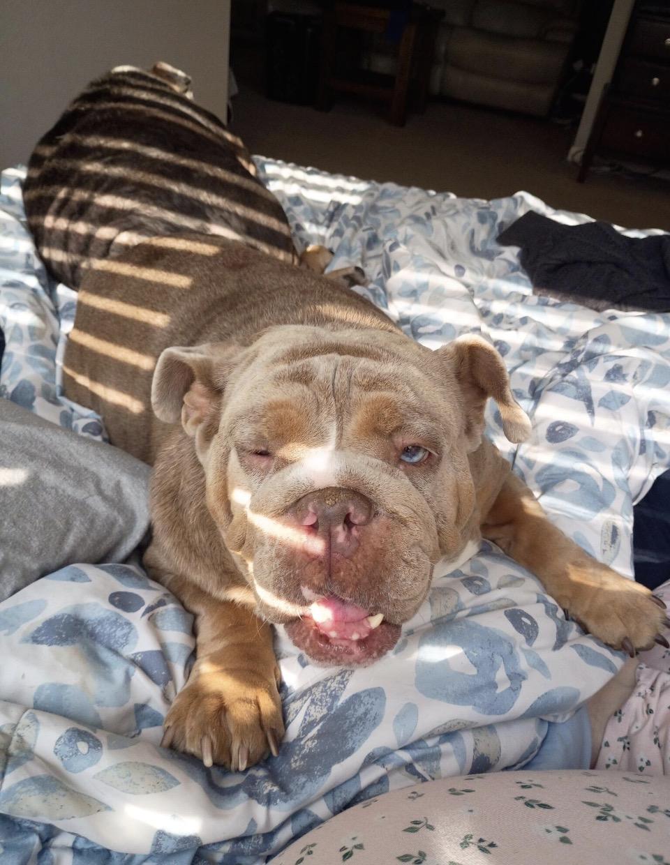 Enlarge Harli, a Adoptable English Bulldog in canyon lake, TX image 4/5