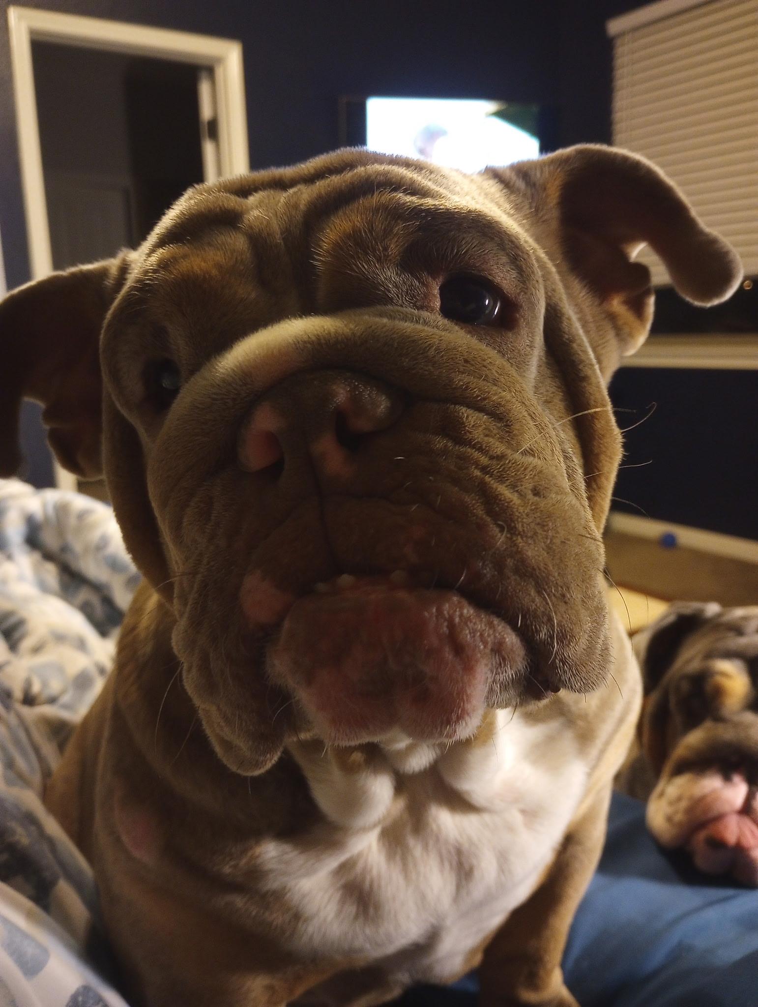 Enlarge Harli, a Adoptable English Bulldog in canyon lake, TX image 5/5
