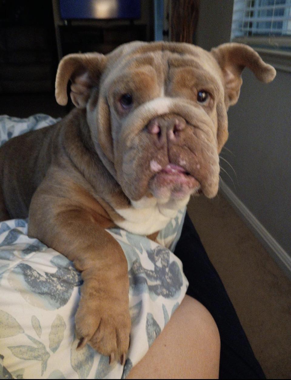 Harli, Adoptable, Adult Female English Bulldog.