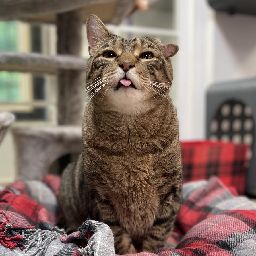 Enlarge Tyson, a Adoptable Domestic Short Hair in Walden, NY image 1/3