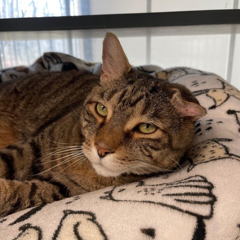 Tyson, Adoptable, Senior Male Domestic Short Hair.