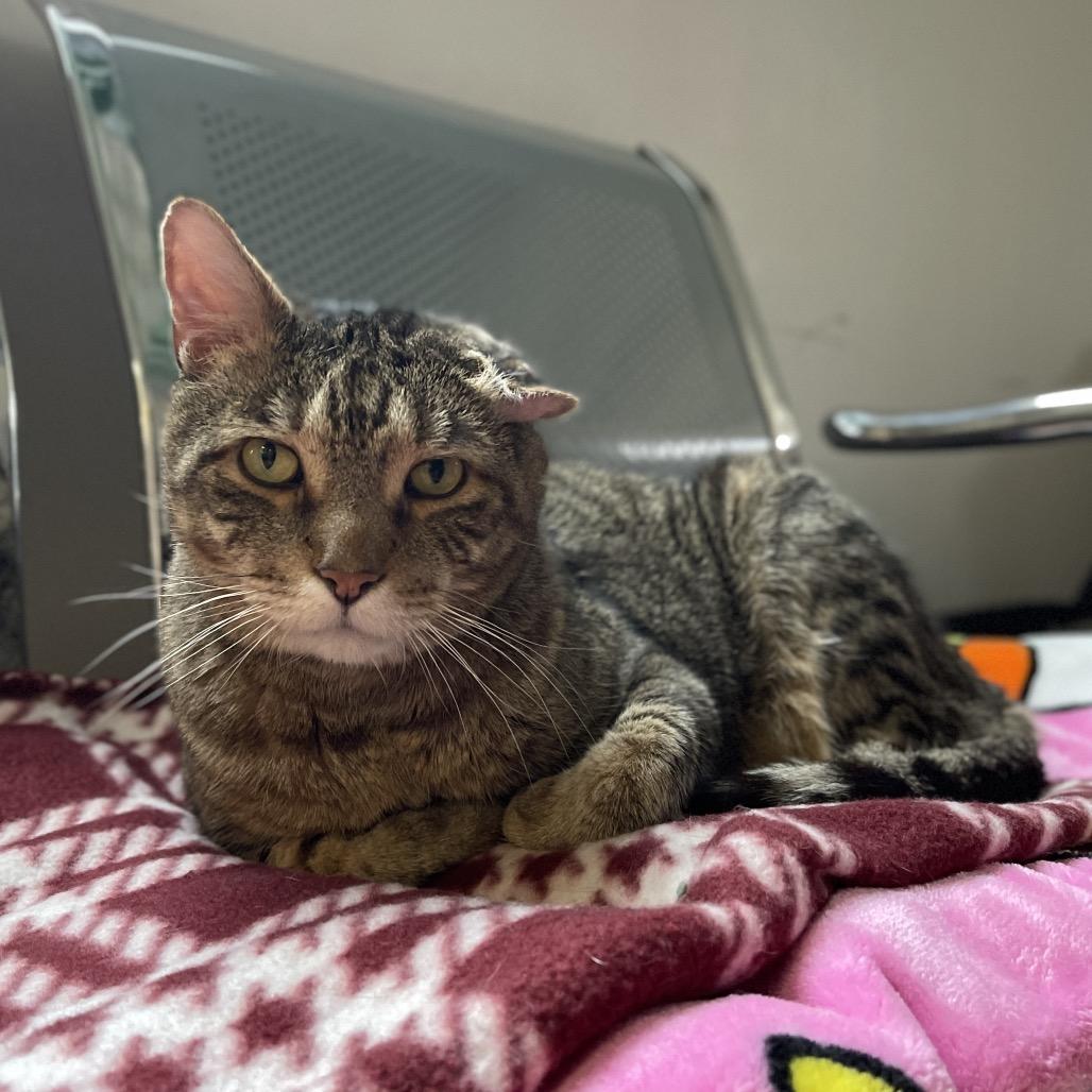 Enlarge Tyson, a Adoptable Domestic Short Hair in Walden, NY image 3/4