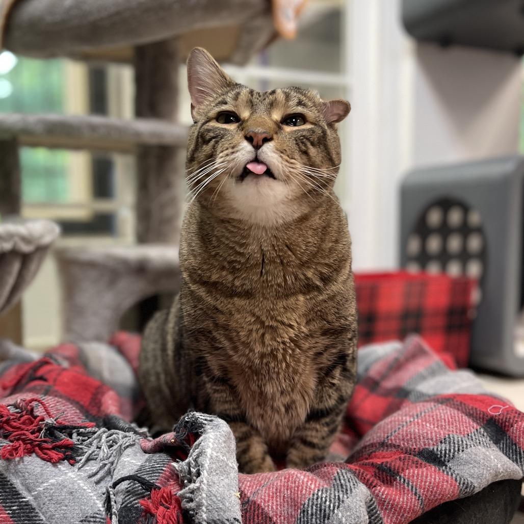 Enlarge Tyson, a Adoptable Domestic Short Hair in Walden, NY image 2/3