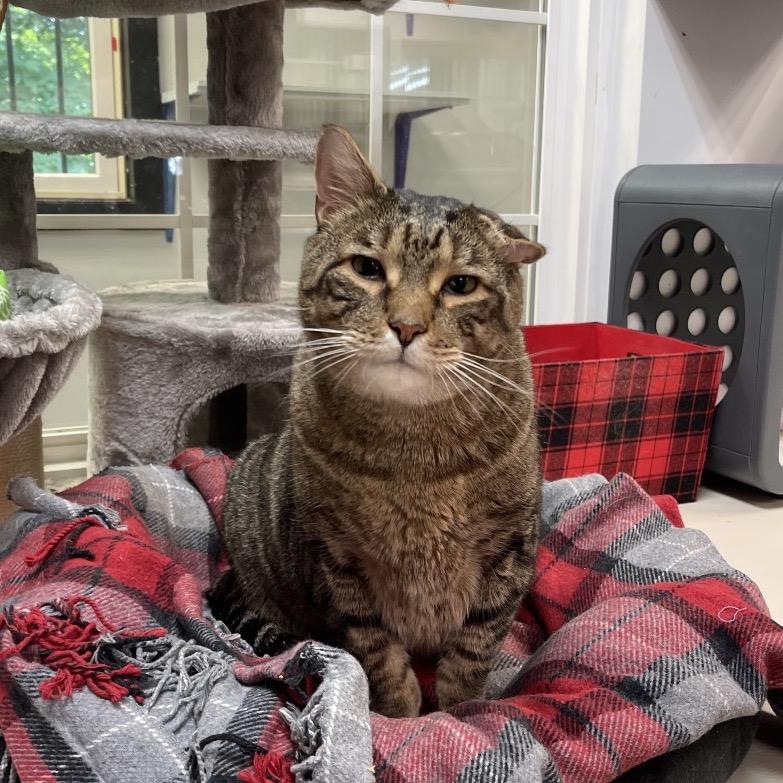 Enlarge Tyson, a Adoptable Domestic Short Hair in Walden, NY image 3/3