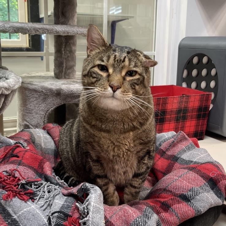 Enlarge Tyson, a Adoptable Domestic Short Hair in Walden, NY image 3/3