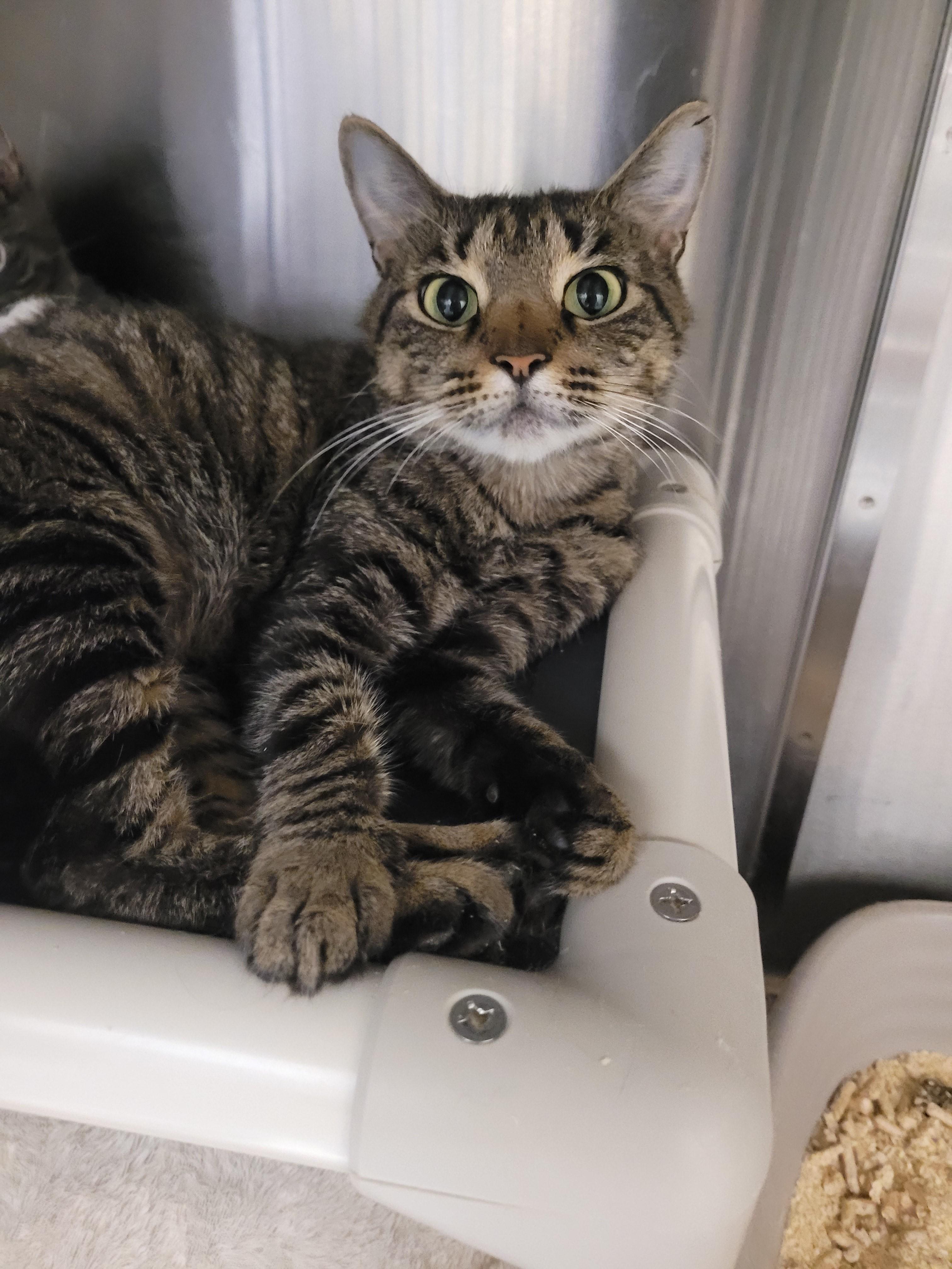 Enlarge Fern, a Adopted Domestic Short Hair in North Attleboro, MA image 2/2