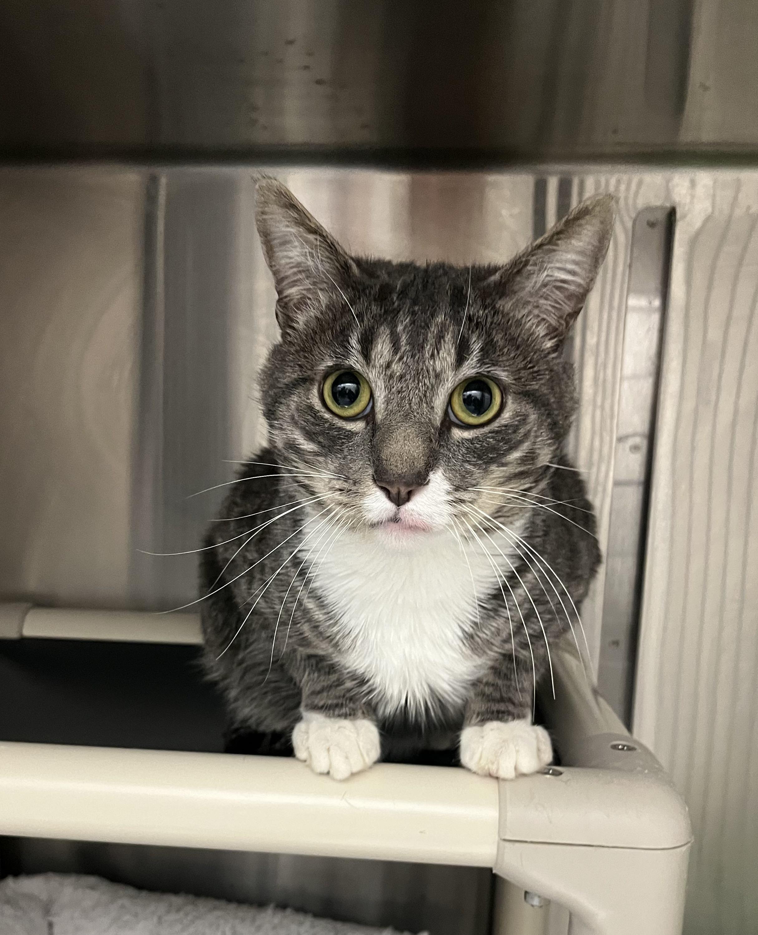 Enlarge Fern, a Adopted Domestic Short Hair in North Attleboro, MA image 1/2