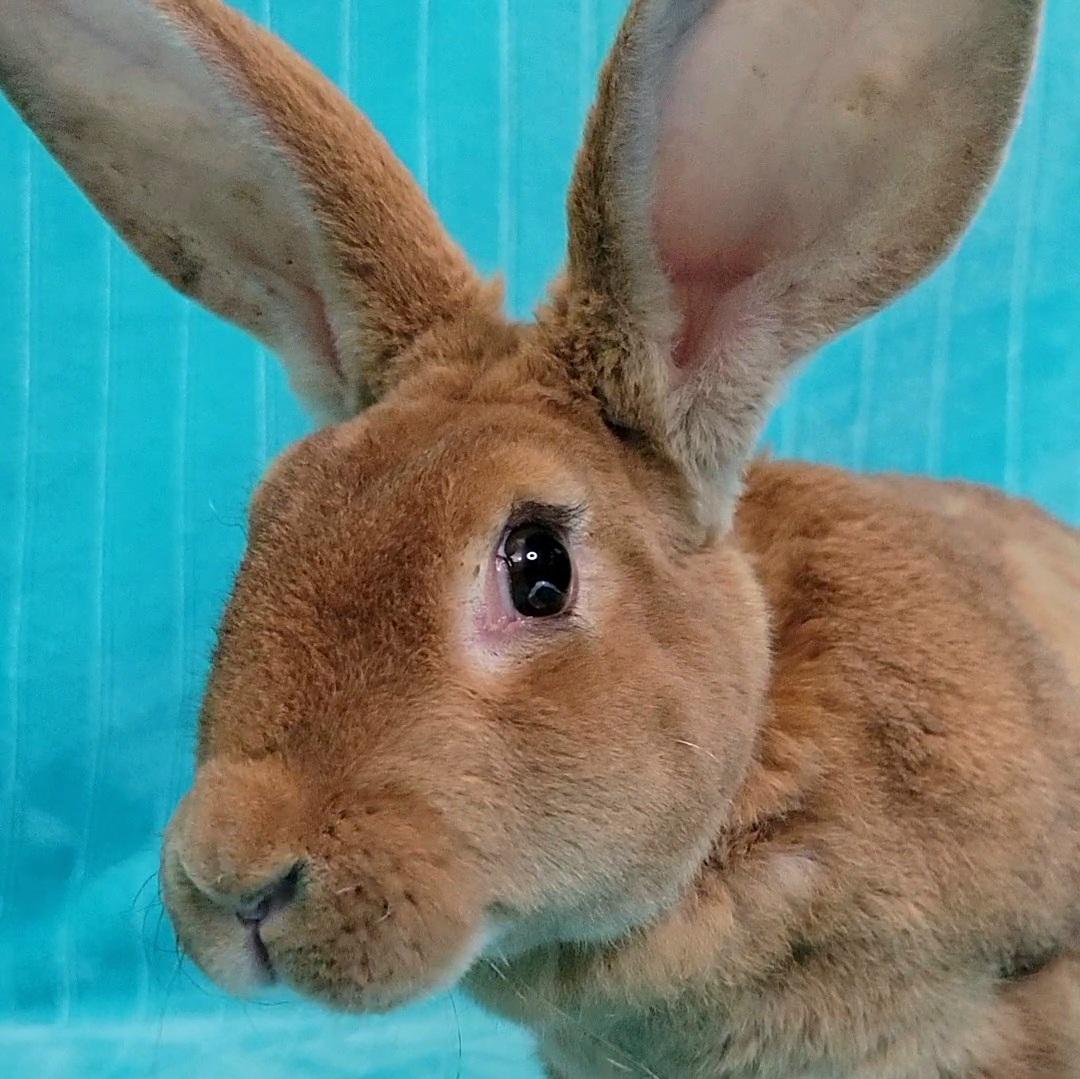 Enlarge Sloane, a Adoptable mixed breed in Pittsburgh, PA image 4/5