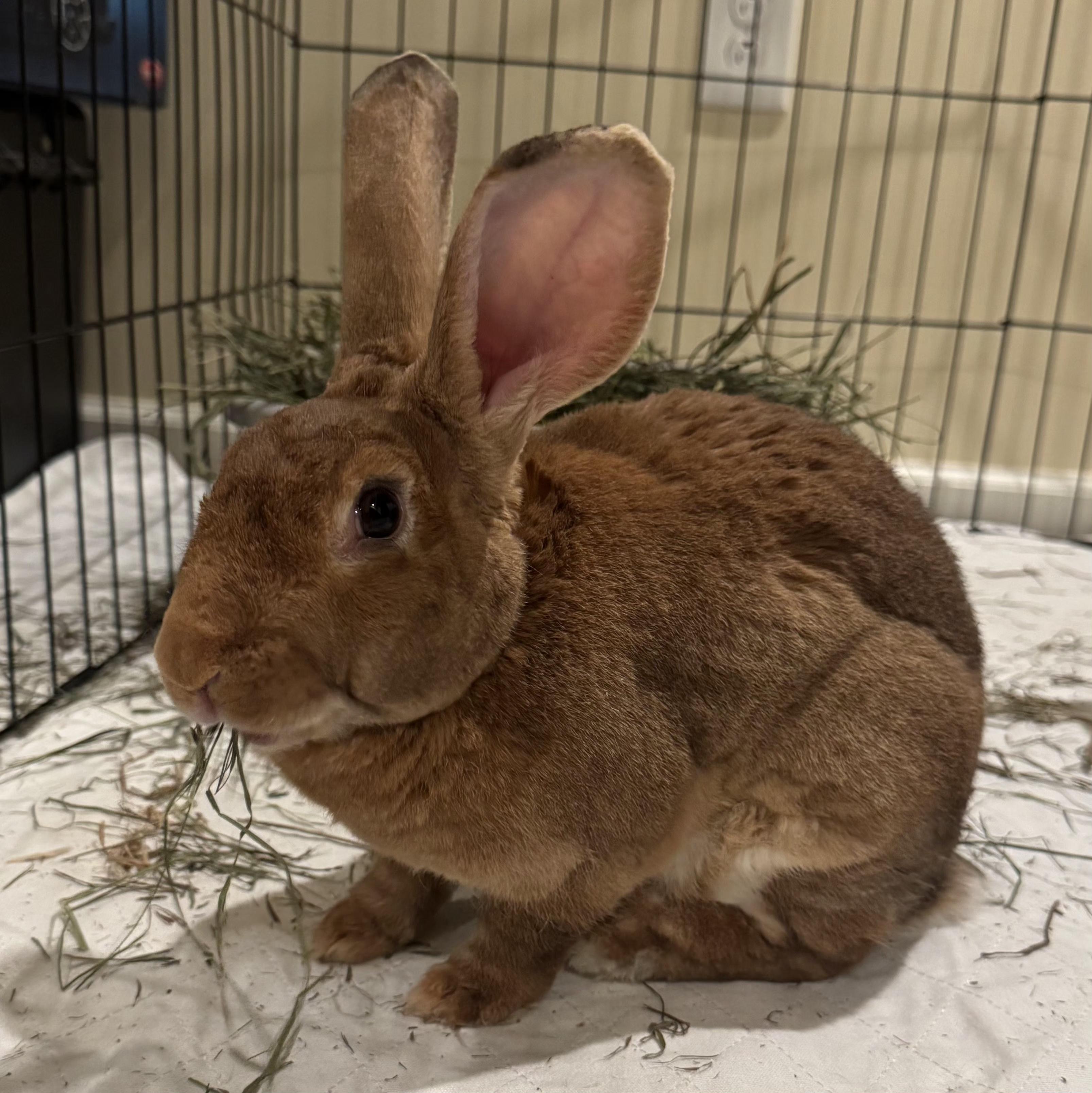 Sloane, Adoptable, Adult Female Rex.