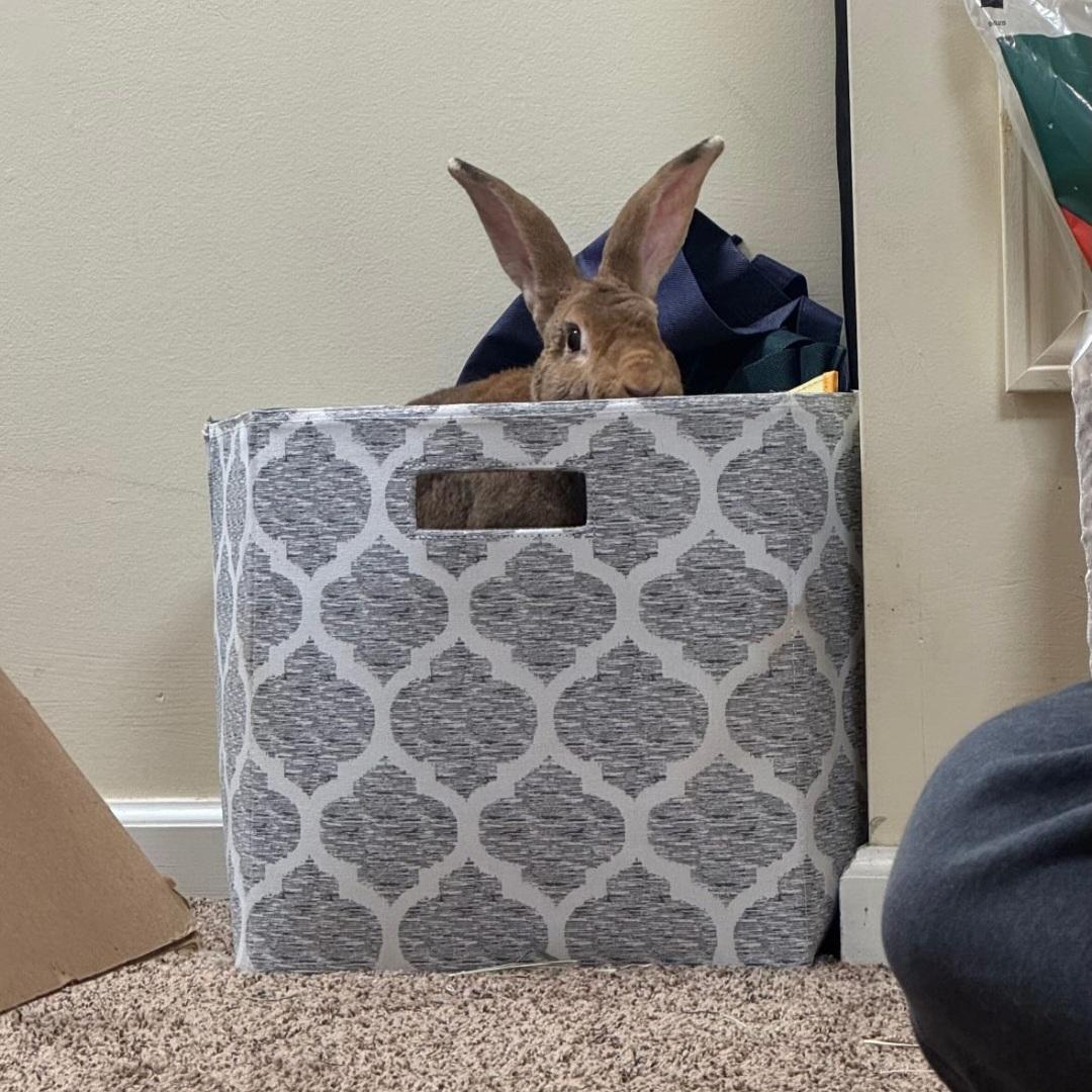 Enlarge Sloane, a Adoptable mixed breed in Pittsburgh, PA image 2/6