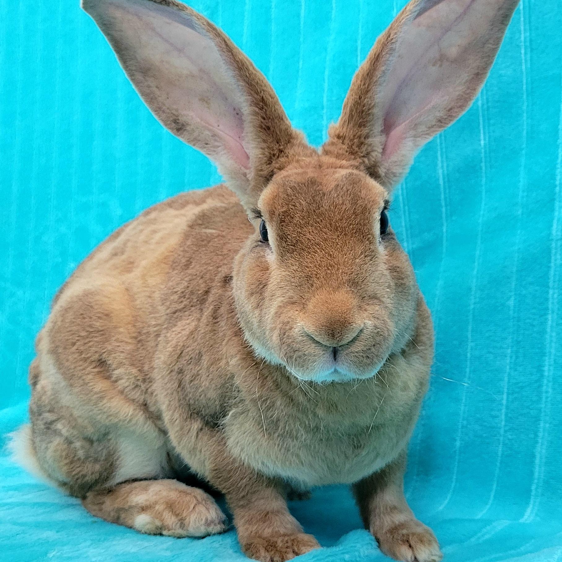 Enlarge Sloane, a Adoptable mixed breed in Pittsburgh, PA image 1/5