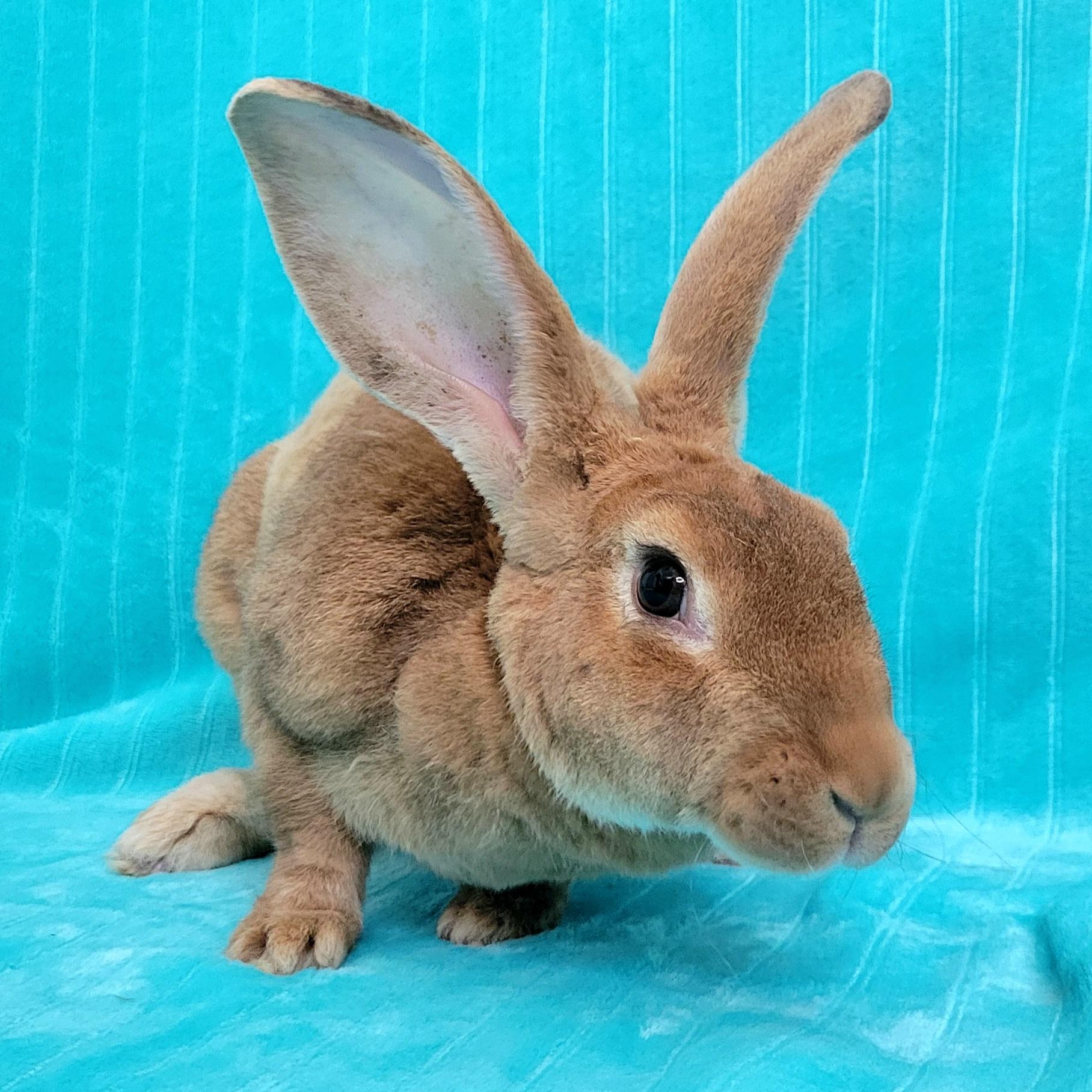 Enlarge Sloane, a Adoptable mixed breed in Pittsburgh, PA image 5/5