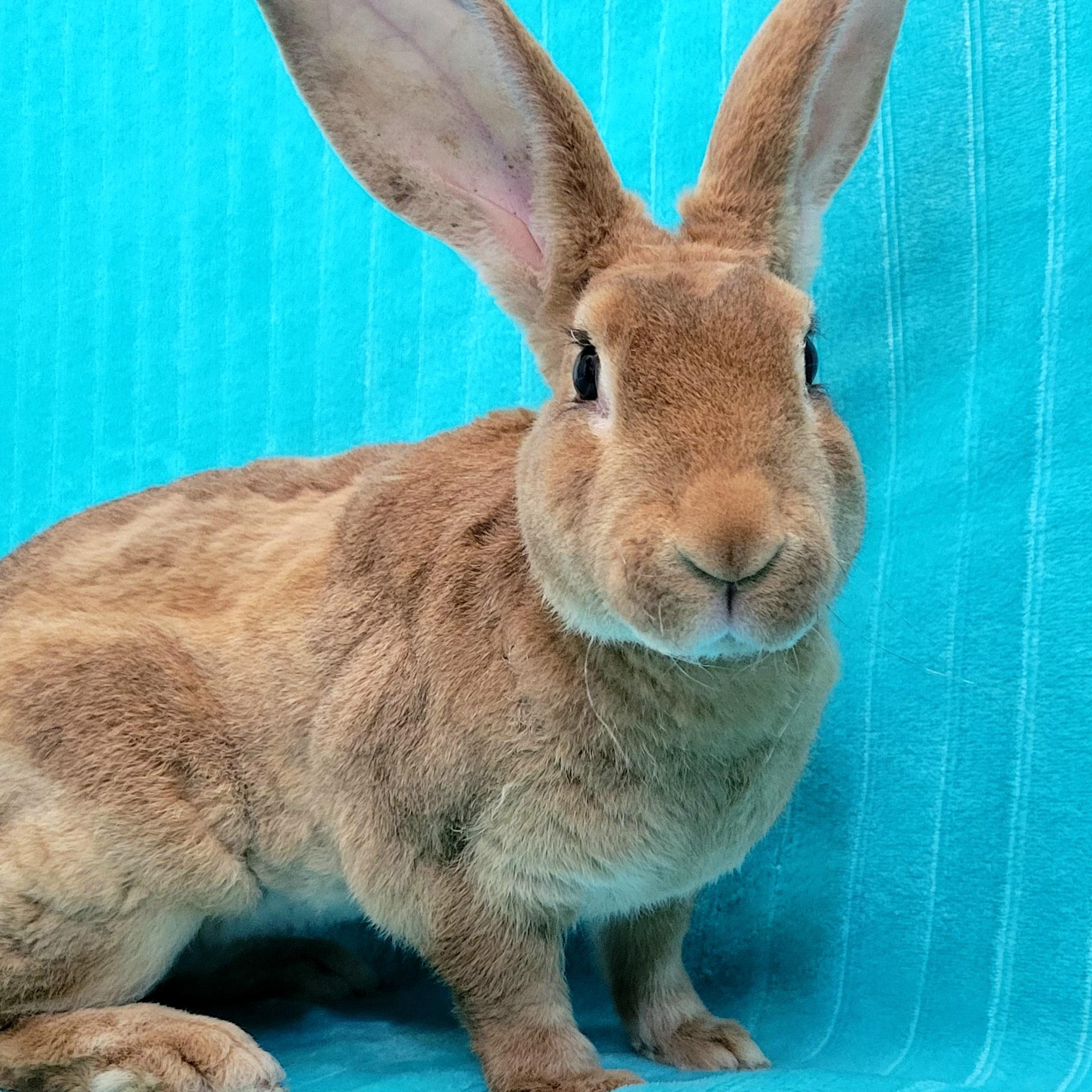 Enlarge Sloane, a Adoptable mixed breed in Pittsburgh, PA image 2/5