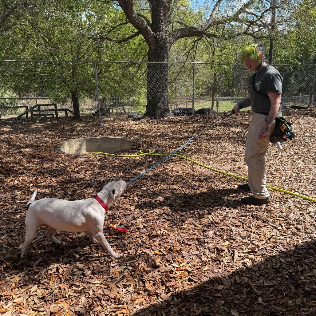 Enlarge Bloom, a Adoptable Mixed Breed in Titusville, FL image 1/6
