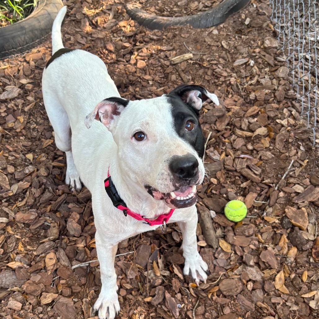 Bloom, Adoptable, Adult Female Mixed Breed.