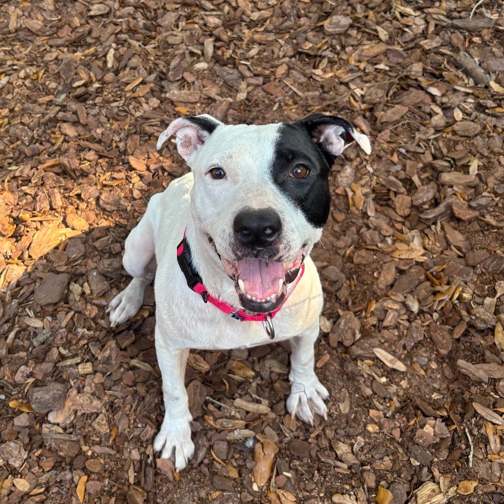 Enlarge Bloom, a Adoptable Mixed Breed in Titusville, FL image 2/4